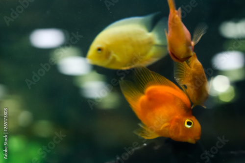 goldfish, fish swim in aquarium close-up