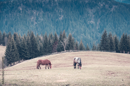 Mountain landscape with free horses 