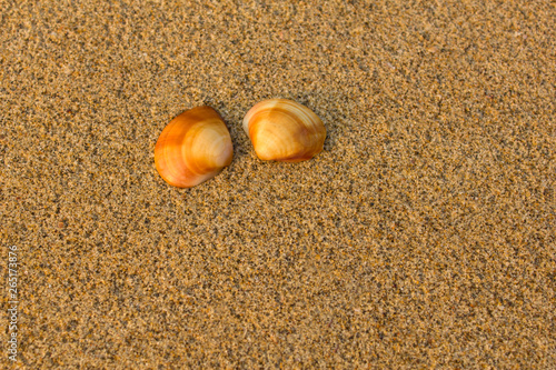 two brown orange shells close up on blurred yellow sand
