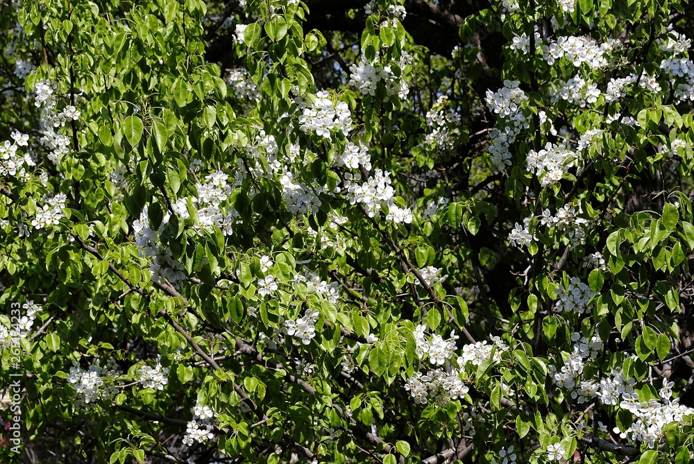 white flowers in the garden