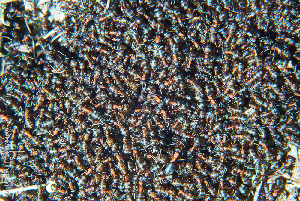 Large Group Of Formica Polyctena Ants Formica Polyctena Is A Species   1000 F 265174460 M7gdwKYkHIT2ZQBI4zlh4i5VZntykTPx 