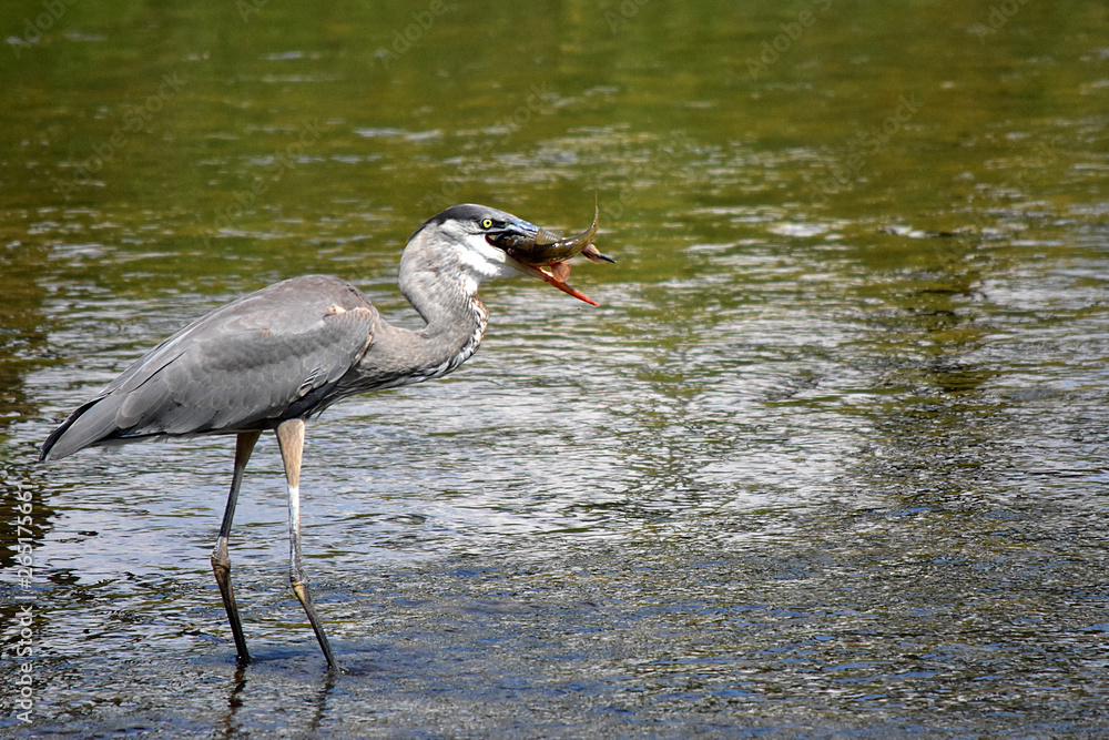 Naklejka premium Great Blue Heron with Fish