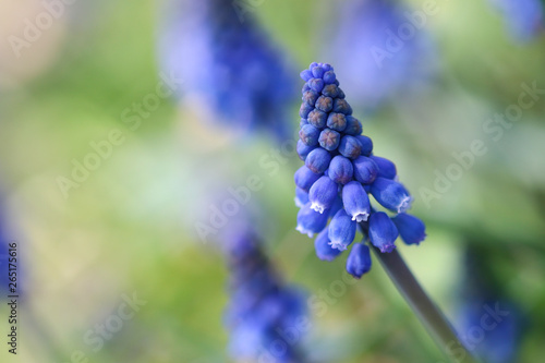 Bunch of blue grape hyacinth  close up of flower head