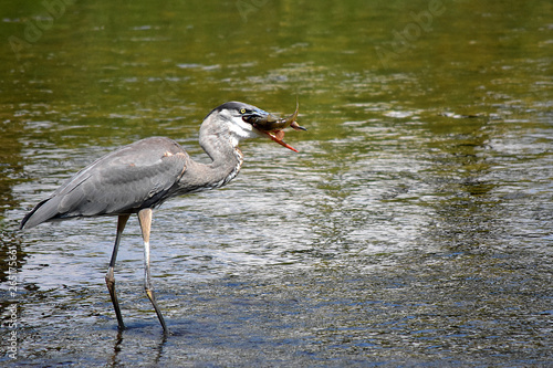 Great Blue Heron with Fish © Sandy Sarsfield