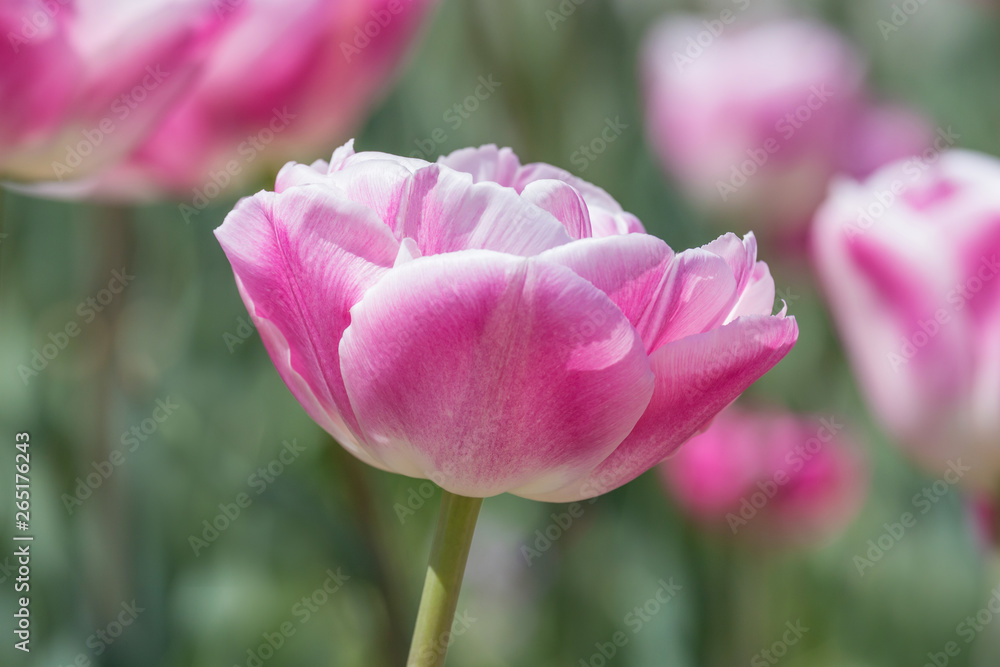 close up of peony tulip in garden at spring