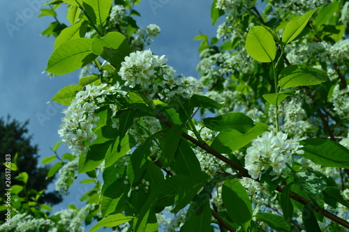 green leaves of a tree in spring
