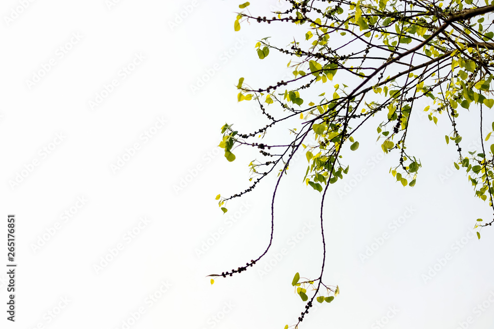 Tree forming a wallpaper or a background Tree forming a wallpaper or a background