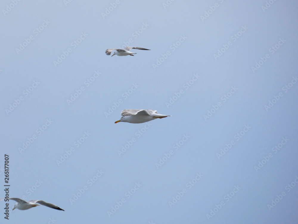 Obraz premium Gaviota planeando sobre cielo azul