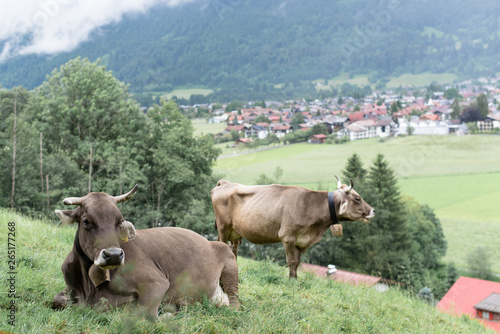 Wallpaper Mural cows in a field in a mountain landscape Torontodigital.ca