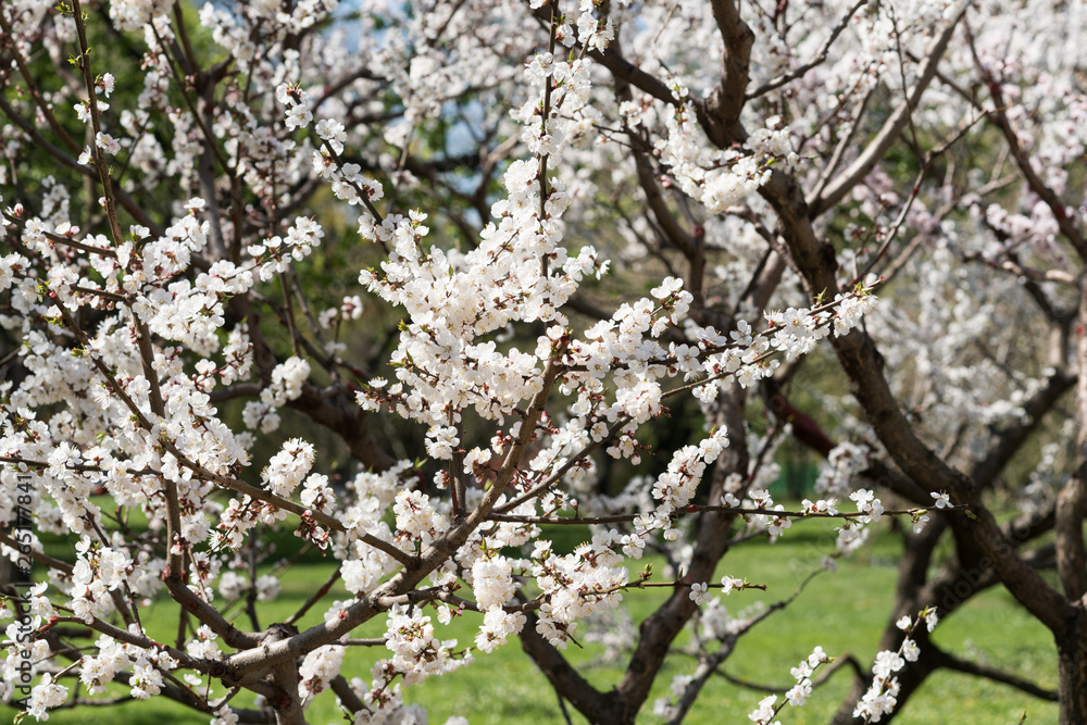Blooming white sakura. Macro photo of beautiful flowers and sprigs of cherry wood. Blooming white sakura. Macro photo of beautiful flowers and sprigs of cherry wood.