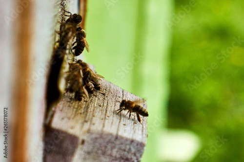 Close up of flying bees. Wooden beehive and bees. The army of bees is circling near the area of the hive. © Mykhailo
