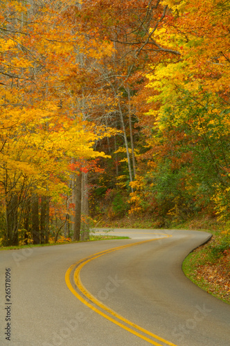 Little River Road in autumn, Smoky Mountains, TN, USA  © Darrell Young