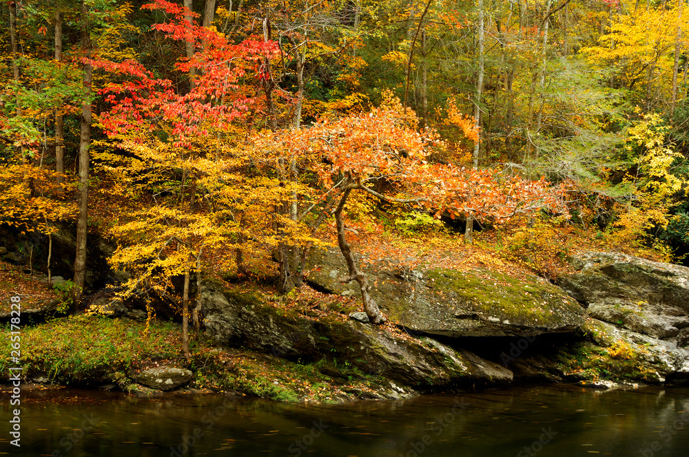 Autumn on Little Pigeon River in Great Smoky Mountains, TN, USA Autumn on Little Pigeon River in Great Smoky Mountains, TN, USA