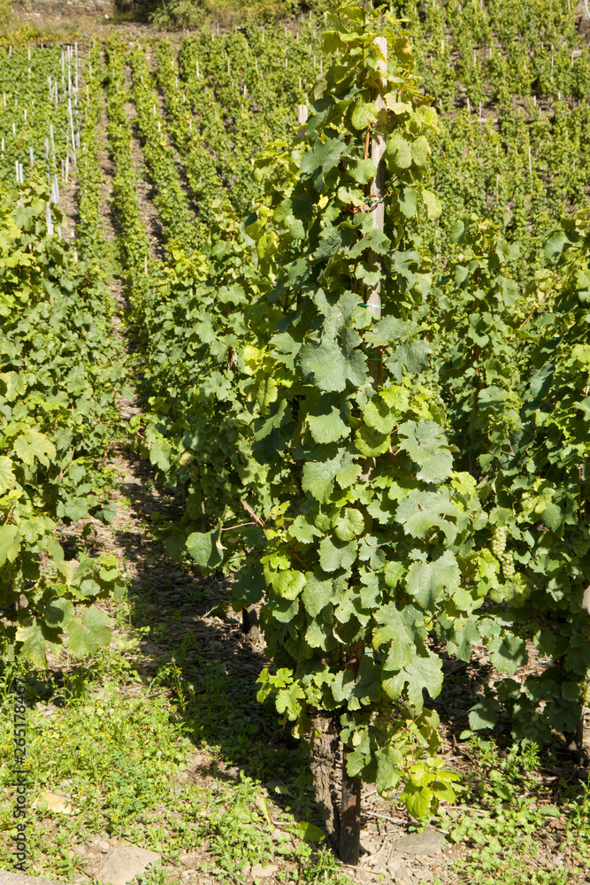 The rows of vineyard on a slope of hill