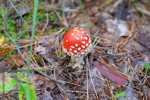 Small red mushroom in spruce forest with needles on the ground in autumn