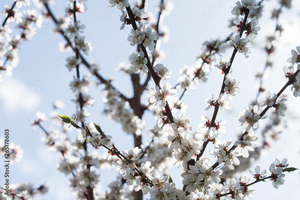 Blooming white sakura. Macro photo of beautiful flowers and sprigs of cherry wood. Blooming white sakura. Macro photo of beautiful flowers and sprigs of cherry wood.