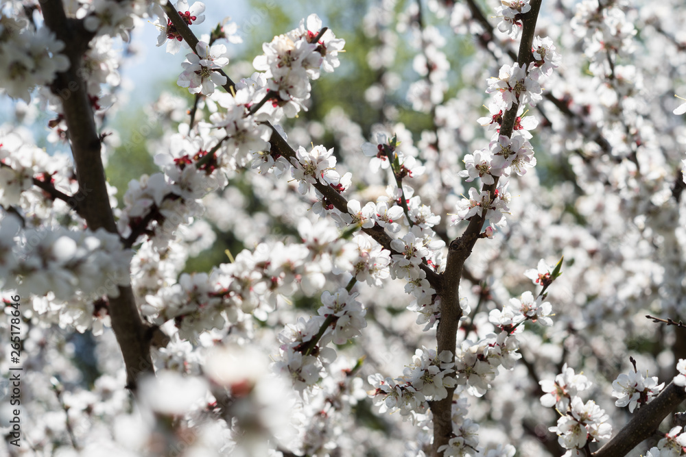 Blooming white sakura. Macro photo of beautiful flowers and sprigs of cherry wood.