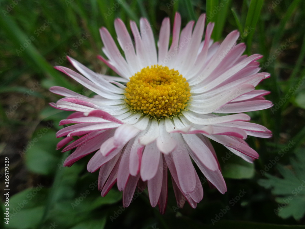 Garden Garden