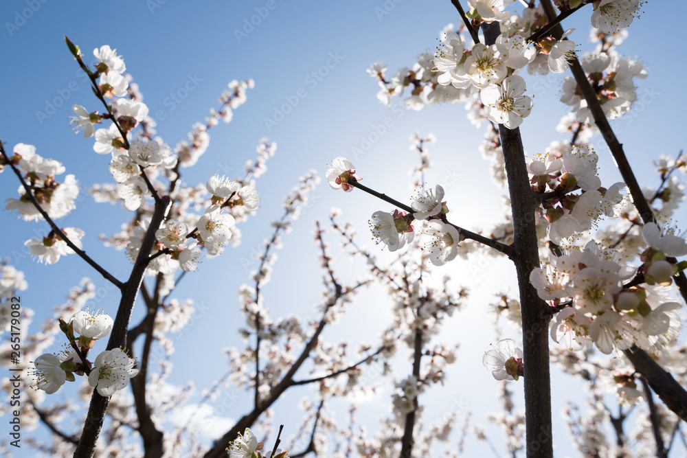 Blooming white sakura. Macro photo of beautiful flowers and sprigs of cherry wood. Blooming white sakura. Macro photo of beautiful flowers and sprigs of cherry wood.