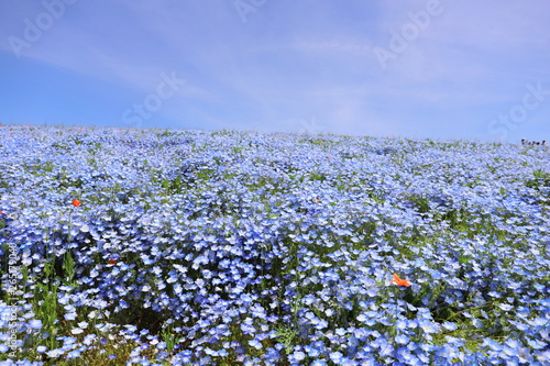 青いじゅうたんのような日本の美しいネモフィラ畑