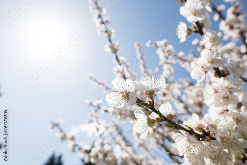 Blooming white sakura. Macro photo of beautiful flowers and sprigs of cherry wood.