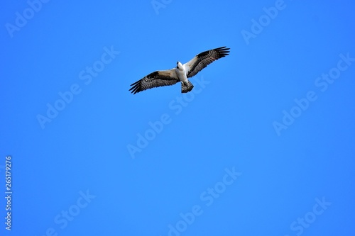 An osprey is looking for the fish in the sky. Burnaby lake    BC