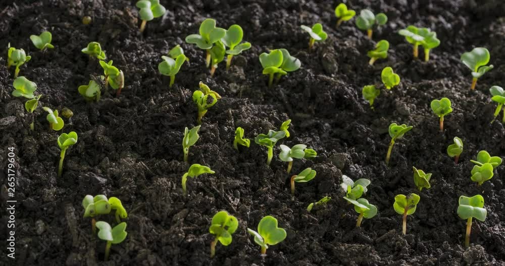 Large group of vegetable seeds germinating and growing time lapse. Large group of vegetable seeds germinating and growing time lapse.