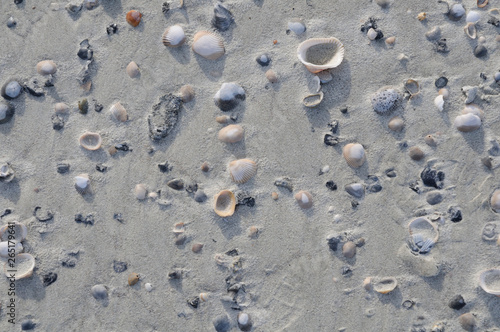 Seashells at Hunting Island, NC USA at Sunrise