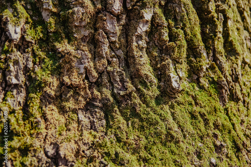texture of wood and moss, tree/ wooden background