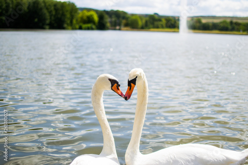 Two beautiful white geese swimming in a lake or pool and doing an heart shape with their heads. Love