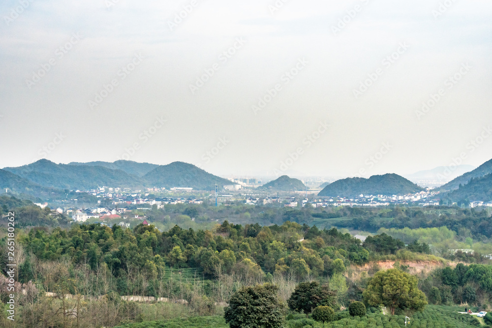 Fototapeta premium longjing tea garden in hangzhou china