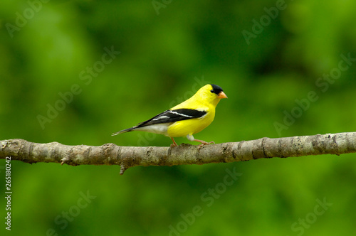 American Goldfinch (Carduelis tristus) Male
