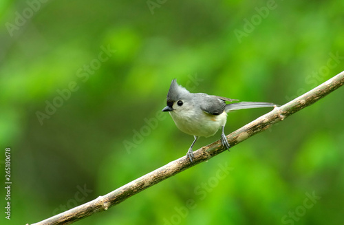 Tufted Titmouse (Parus bicolor) on a branch