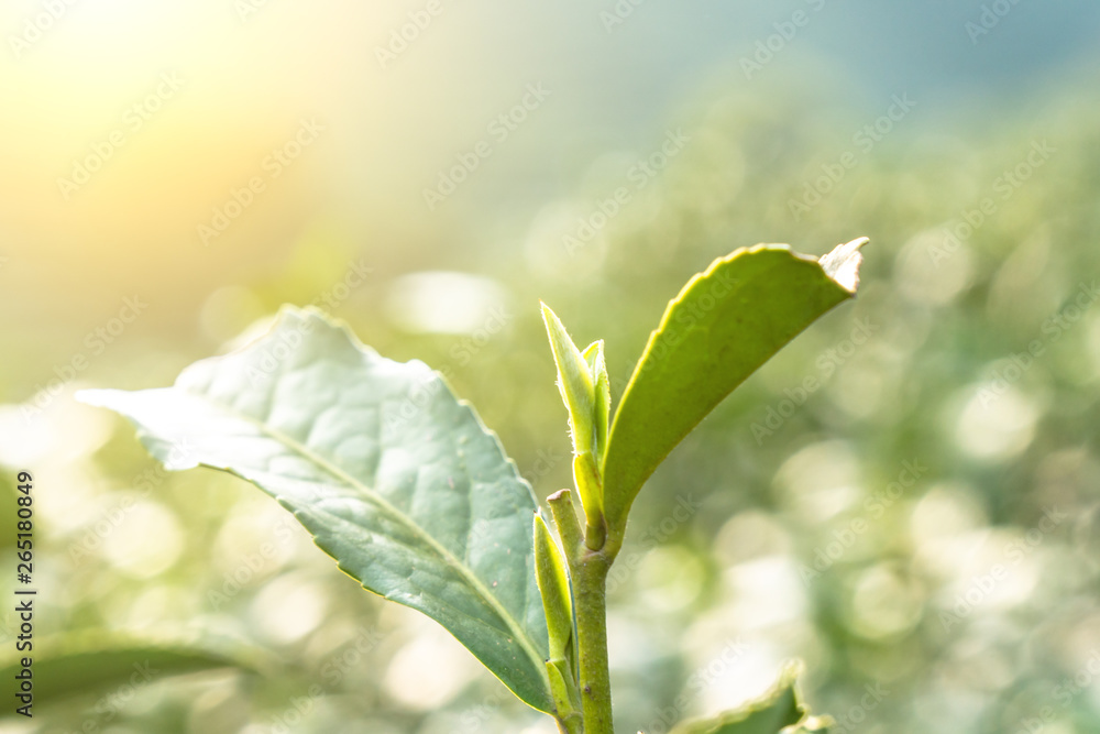 Fototapeta premium longjing tea garden in west lake