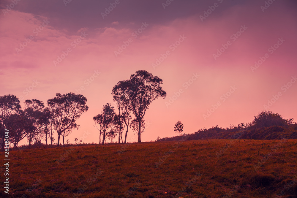 Eucalyptus grove on the horizon in early morning