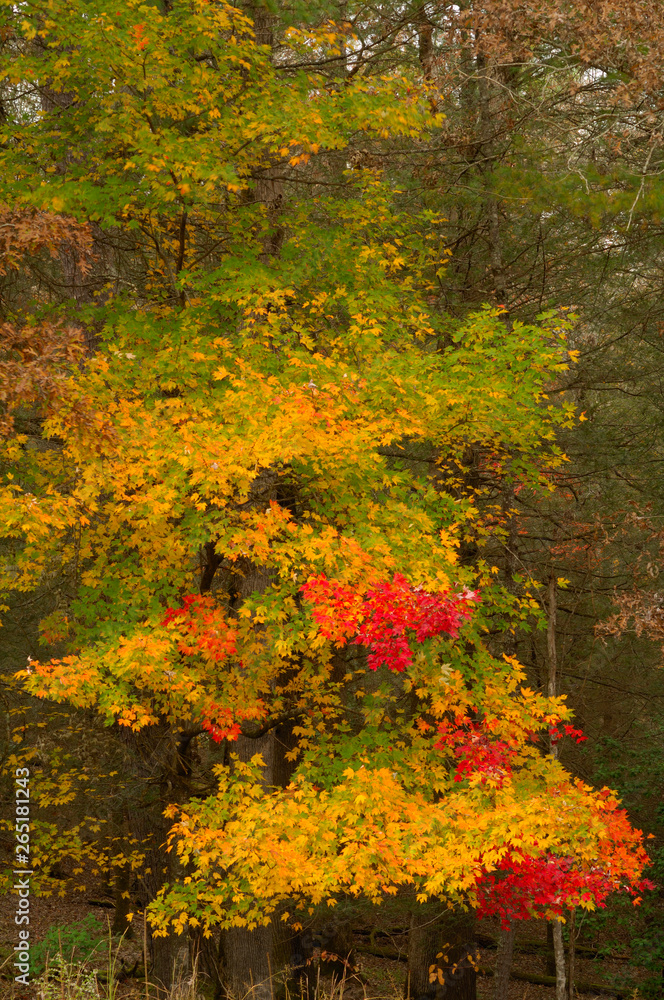 Beautiful autumn tree in Cades Cove of Smoky Mountains, TN USA Beautiful autumn tree in Cades Cove of Smoky Mountains, TN USA
