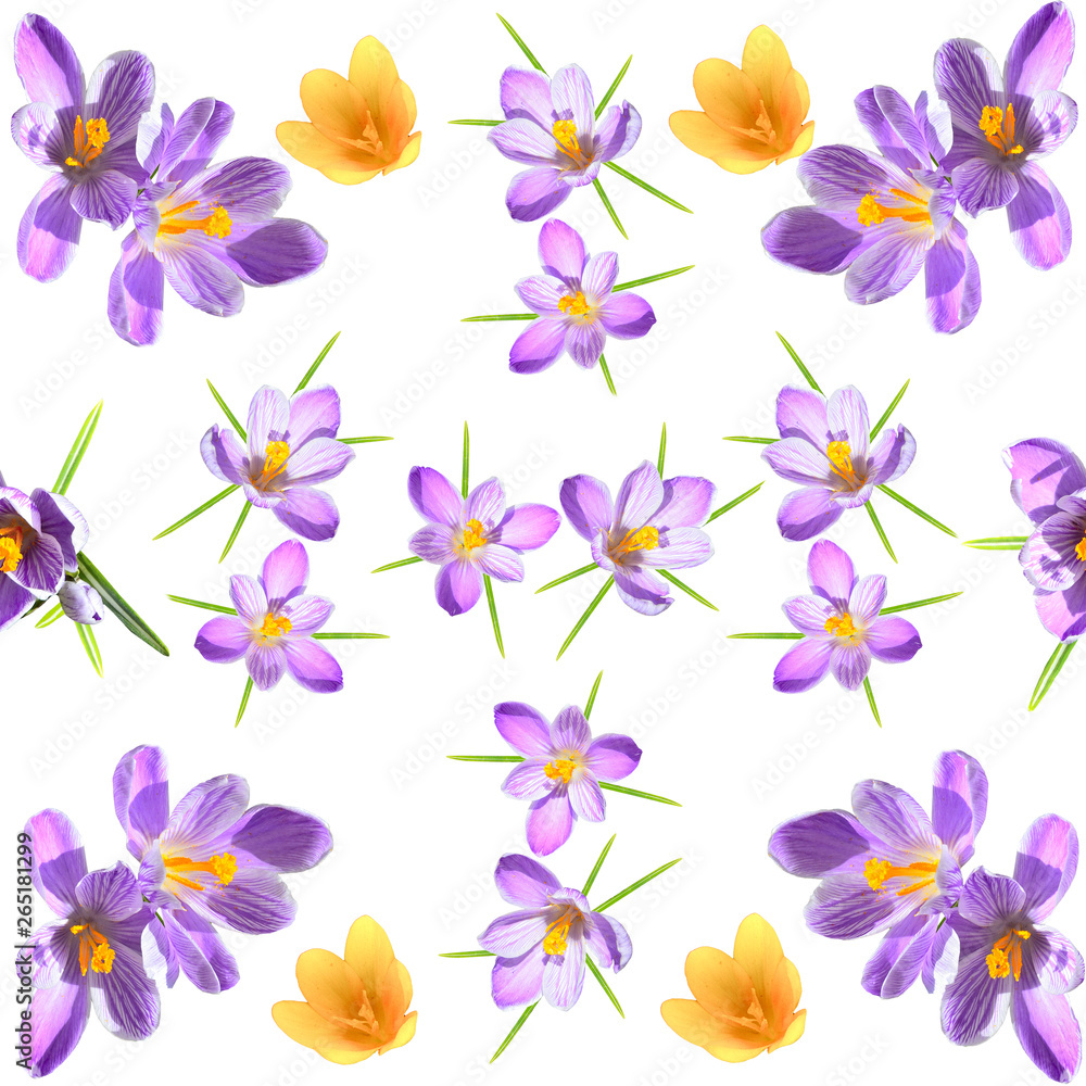 Obraz premium Spring floral seamless pattern with violet and yellow crokuses on white background