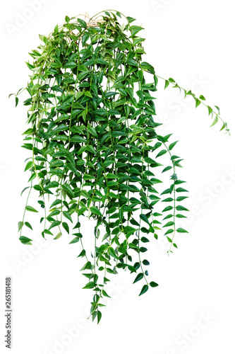 Ivy, vine, creeping plant. houseplant for home and office isolated on white background