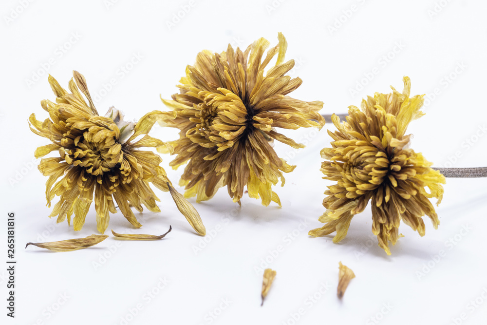 Selective focus close up old dried yellow flower isolated on white background. 