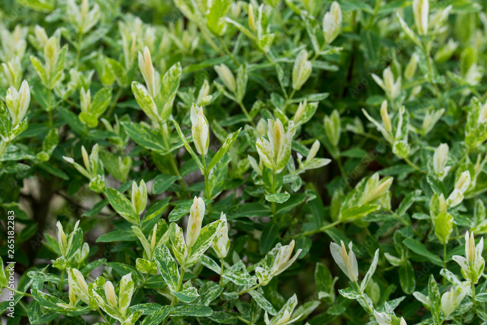 salix integra decorative garden plant white and green leaves salix integra decorative garden plant white and green leaves