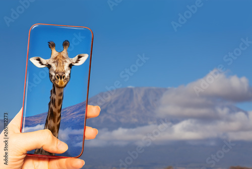 Canvas Print Taking photo of giraffe and Kilimanjaro mountain