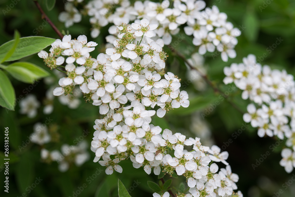 spirea shrub with white flowers on twig spirea shrub with white flowers on twig