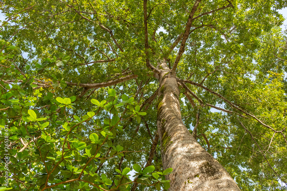 Fototapeta premium A palm tree reaches up to the sky