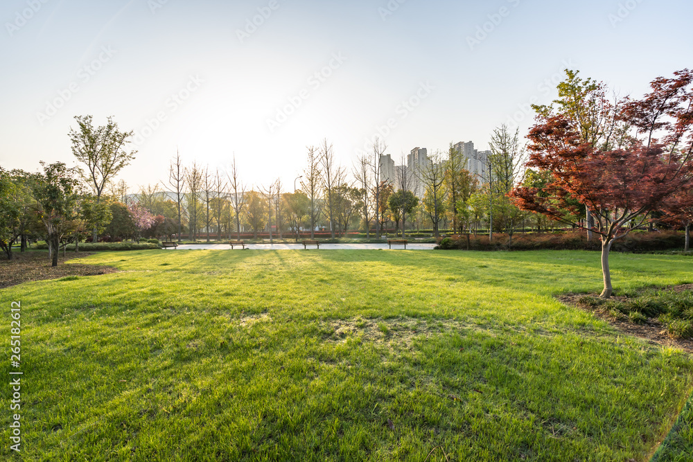 Obraz premium trees in the park