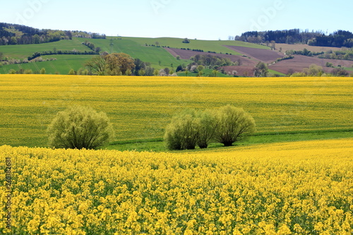 Blossoming rapeseed field in Saxony  Germany