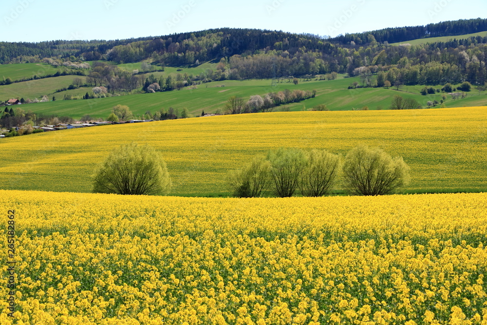 Blossoming rapeseed field in Saxony, Germany