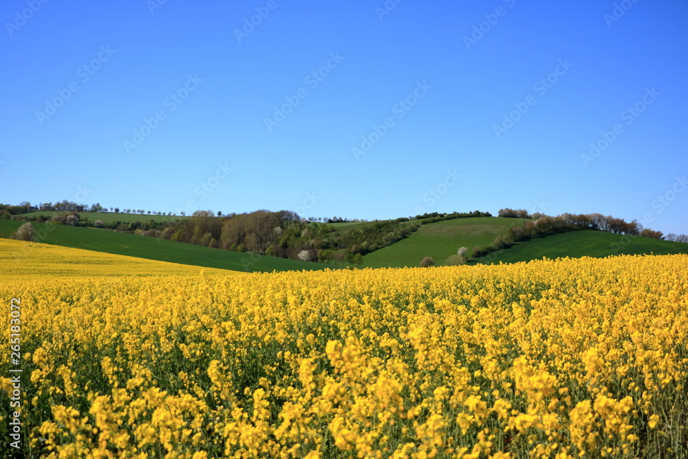 Blossoming rapeseed field in Saxony, Germany