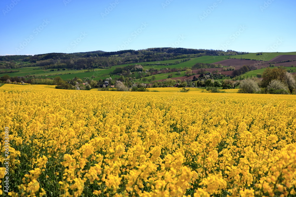 Fototapeta premium Blossoming rapeseed field in Saxony, Germany