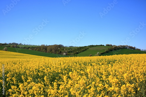 Blossoming rapeseed field in Saxony  Germany