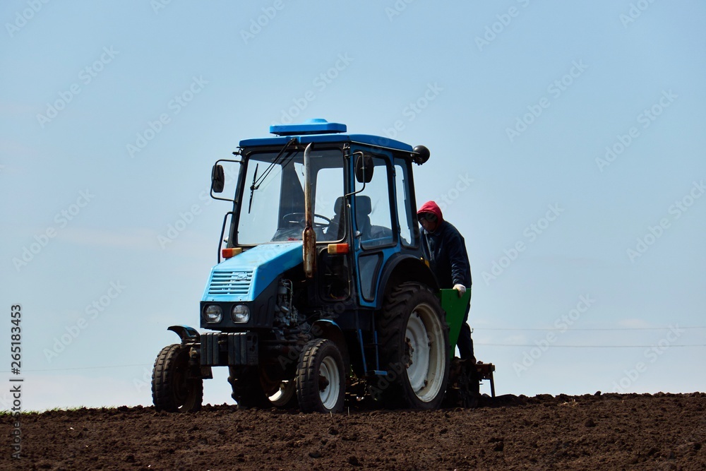 A tractor on the field plant potatoes and cultivates the ground , Planting potatoes with a small tractor